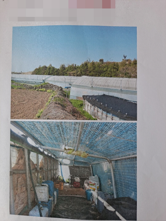 블루베리 재배중인 비닐하우스 과수원 사진정보